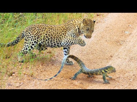 Leopard Cub Gets Slapped Around by Lizard