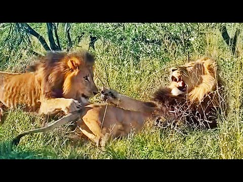 How Not To Wake Up a Male Lion