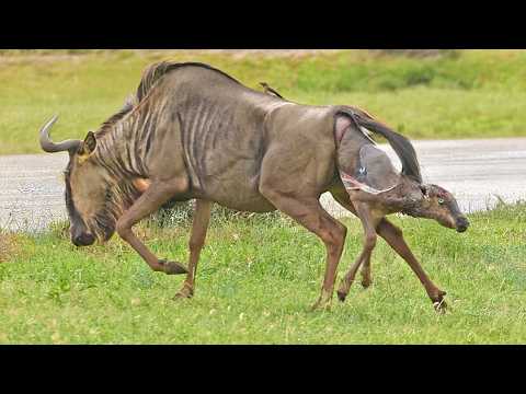 Wildebeest Baby Refuses to Wait and Tries Running Away