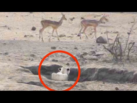 Worst Lion Hunt Fail Ever