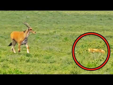 Blind Eland Walks Into Hunting Lions