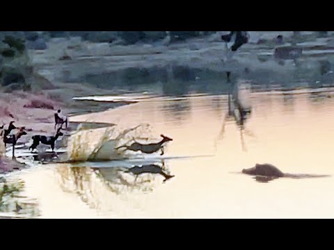 Impala Outsmarts Wild Dogs and Hippos