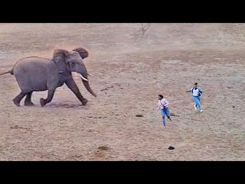 Elephants Show Tourists Why You Shouldn t Get Out Your Car