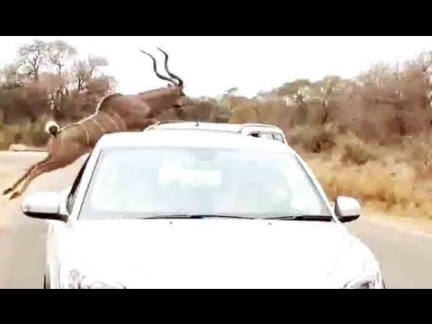 Kudu Jumps Over A Car To Escape From A Lion 16 September