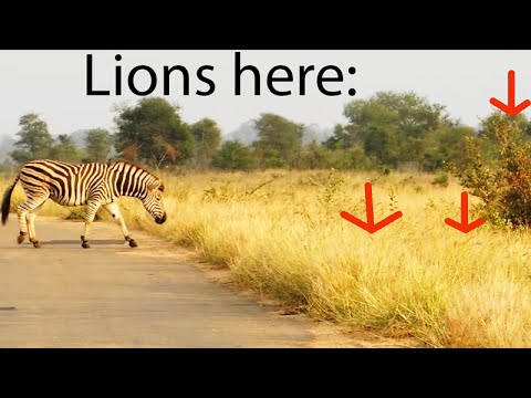 Lions Miss the Easiest Zebra Meal Ever Latest Wildlife