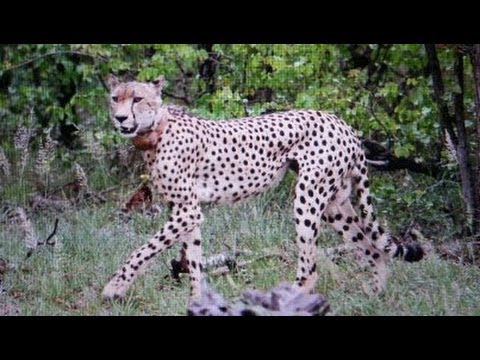 2 Cheetahs Cross the Road