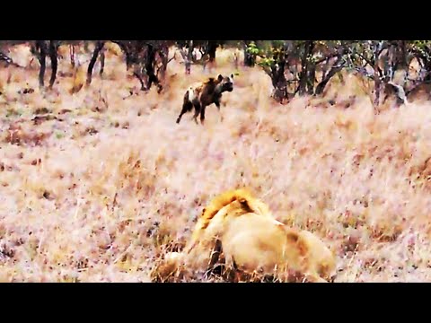 Spotted Hyena Walks Straight Into Male Lion Latest Wildlife