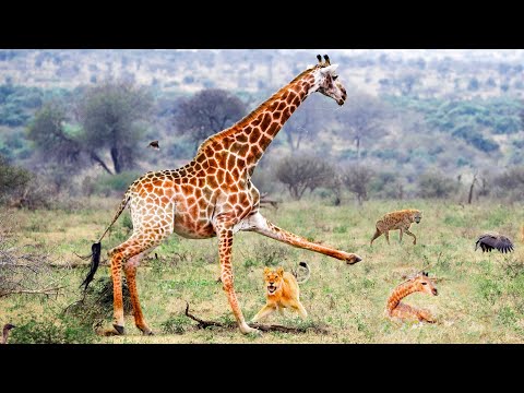 Giraffe Tries To Protect Her Baby From Lions Hyenas and