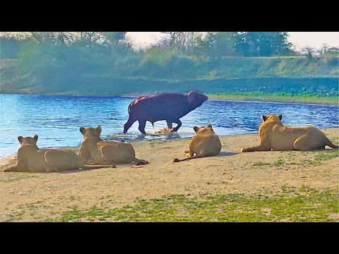 BUFFALO THINKS HE CAN SNEAK PAST 23 LIONS