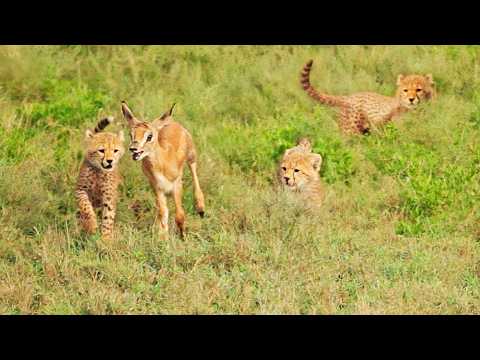 5 Tiny Cheetah Cubs Team Up to Catch Tiny Buck Without