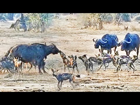 Can 16 Wild Dogs Take Down Adult Buffalo