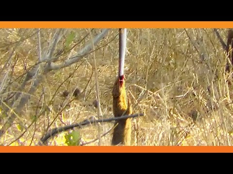 Mongoose Uses Snake as a Swing