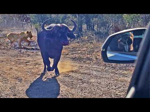 Buffalo Rams Audi To Get Away From Lions