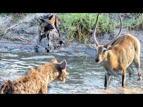 Hyenas Steal Wild Dog Kill in Epic Battle Twice