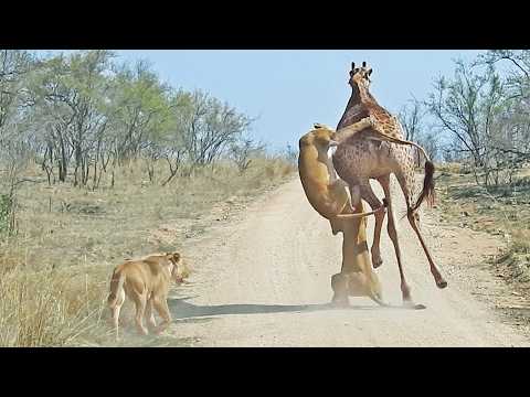 Giraffe Tries to Run Away With 4 Lions Grabbing its Legs