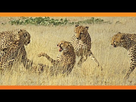 4 Male Cheetahs Against 1 Female