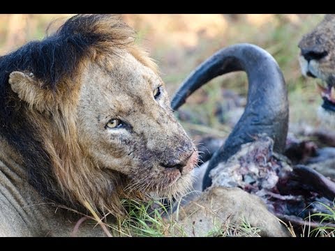 Male Lion Doesn t Wan t to Share His Meal Latest Wildlife