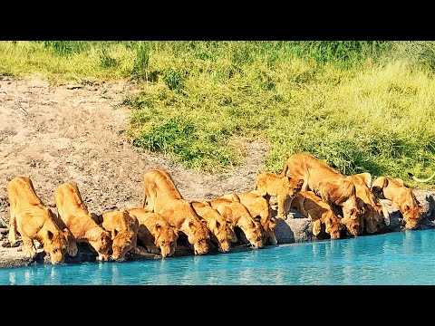 20 Lions Squeeze onto River Bank to Drink