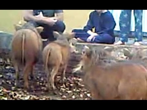 Warthog Attacks Head buts a Tourist Latest Wildlife