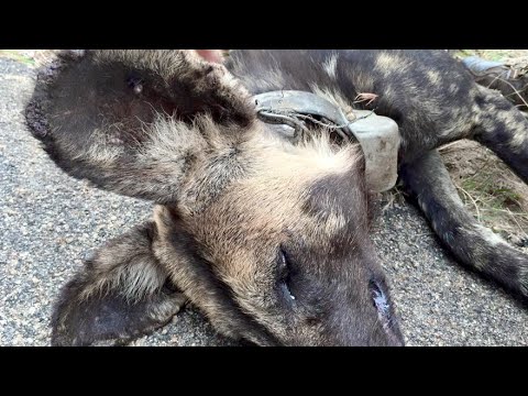 Snared Wild Dog Rescue Mission Latest Wildlife Sightings