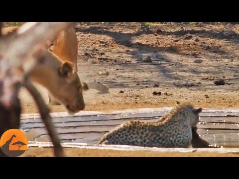 Lions Stalk a Leopard Busy Killing an Impala