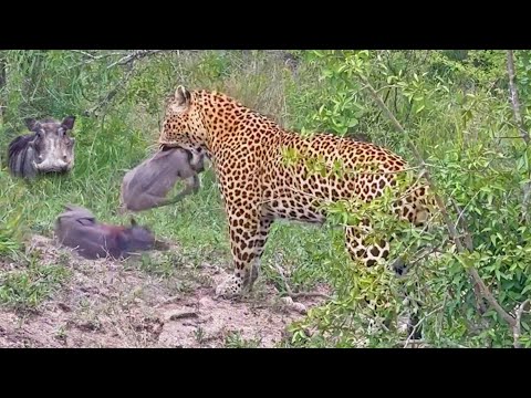 Greedy Leopard Catches an Entire Warthog Family