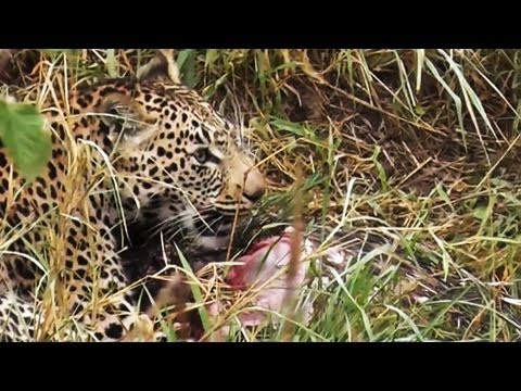 Leopard Eating a Porcupine
