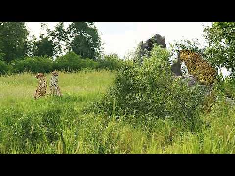 Cheetah Puts Everything on the Line to Protect Cub from