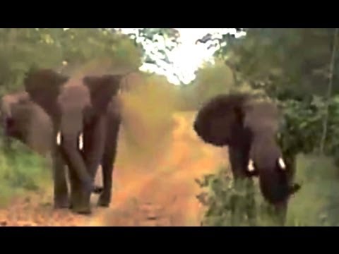 2 Angry Elephants Unexpectedly Charge A Vehicle Latest