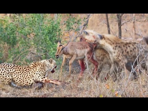 Cheetahs and Hyenas Eat Impala Alive