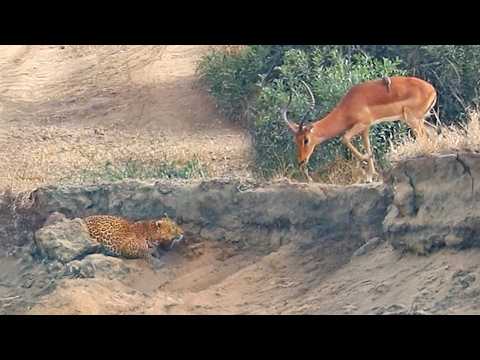 Leopard Hides and Waits for Impalas to Step on it