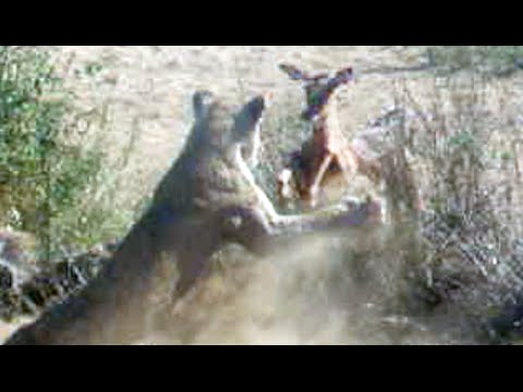 Lion Catches and Kills Impala Mid Air