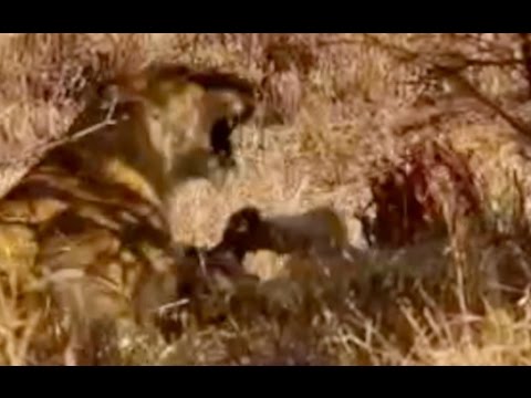 Lions Have a Small Fight Over Zebra Seen YESTERDAY