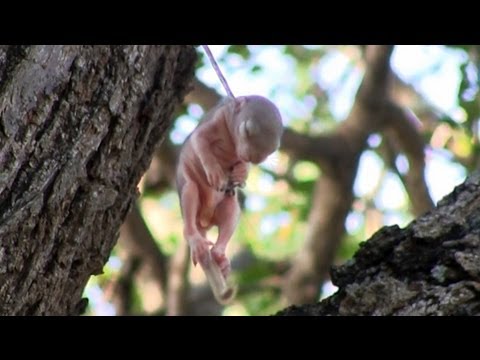 Baby Squirrel Stuck on Thorn Saved from Death