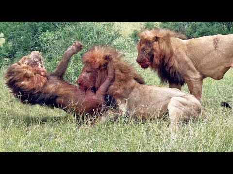 Avoca Guernsey Lion Fights Back While the Mbiri Rivals Eat