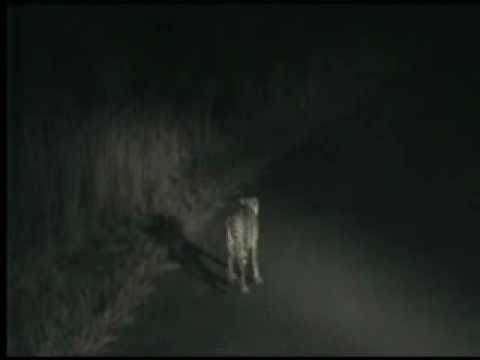 Kruger Sightings Cheetah Sighting at Kruger National Park