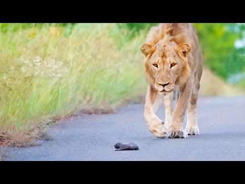 Mom Honey Badger Leaves her Baby to the Lions