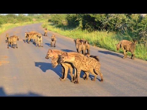 60 Hyenas 2 Different Clans Come Together