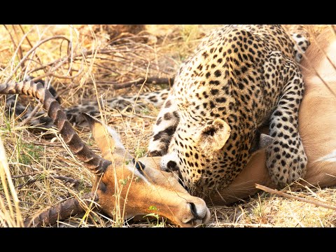 Leopard Steals Impala Kill From 2 Hyenas Latest Wildlife