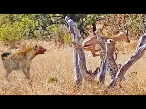 Leopard Catches Impala Loses it to Hyena then Fights Back