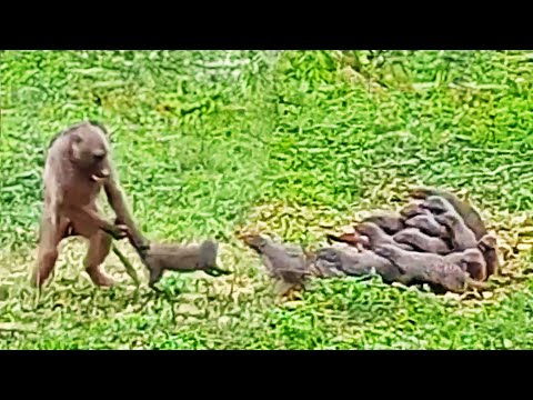 Baboon Throws Mongooses by their Tails