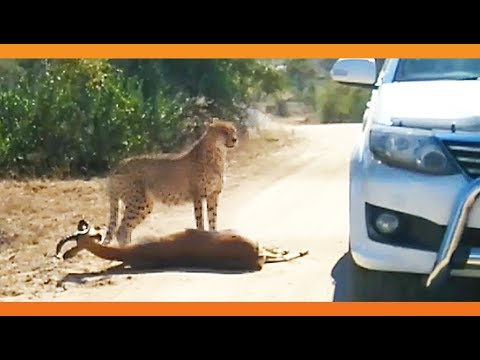 Cheetah Kills Impala That It Chased Into Car