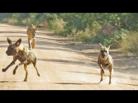 Lioness Tracks Down Wild Dogs From 4kms Away