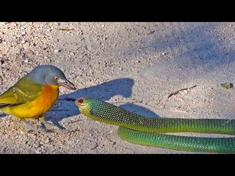Bird Rips Snake s Eyes Out as it Tries to Escape