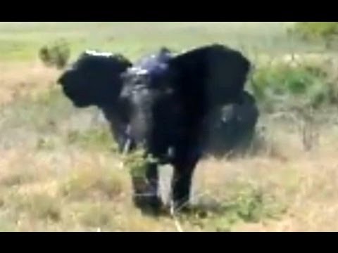 Angry Elephant Charging and Overturning A Car Latest