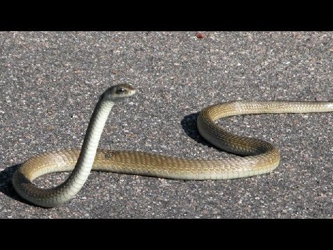 This Black Mamba Snake Can t Slither