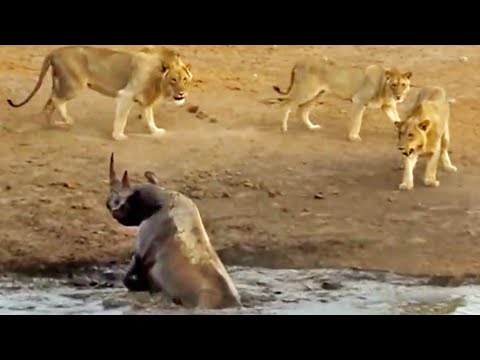 3 Lions Attack Black Rhino That s Stuck in Mud