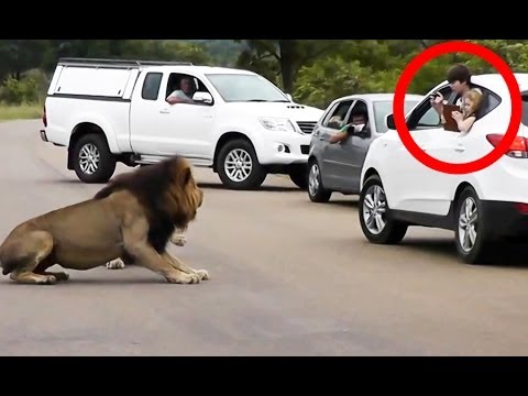 Lion Shows Tourists Why You Must Stay Inside Your Car