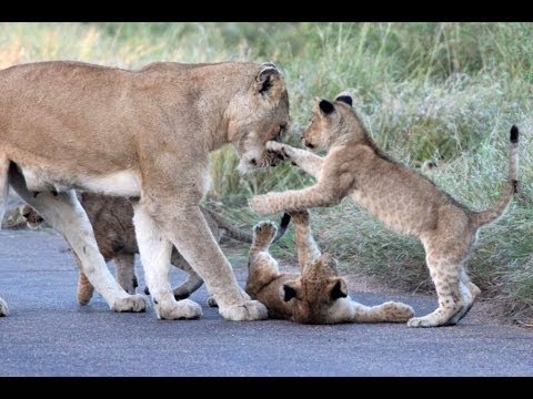 Lion Cub Madness The Cutest Sighting Ever Latest Wildlife