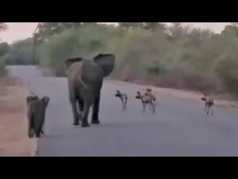 Elephant Mom Calf Protect Themselves from Wild Dogs